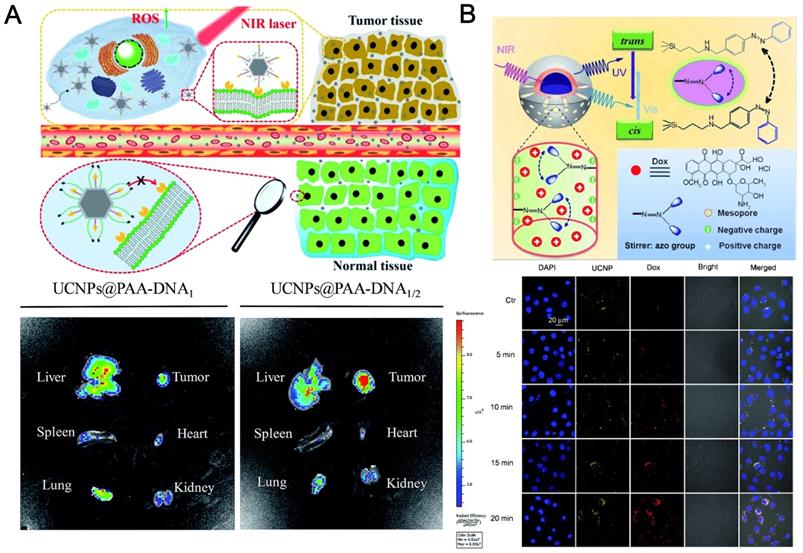 Theranostics Image