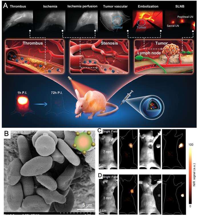 Theranostics Image