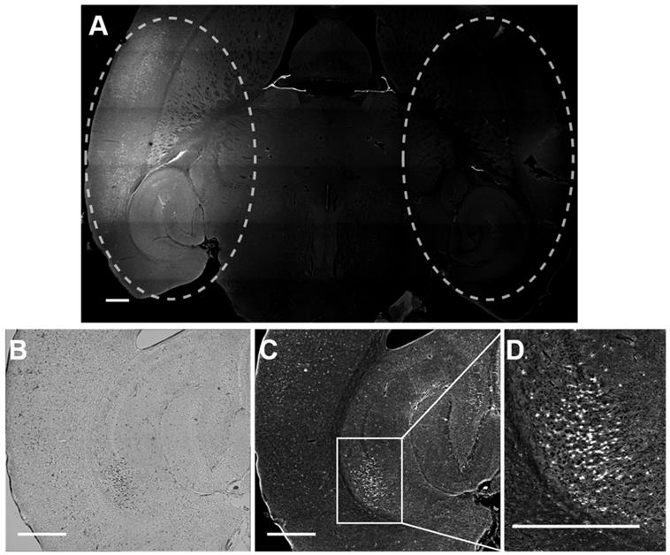 Theranostics Image