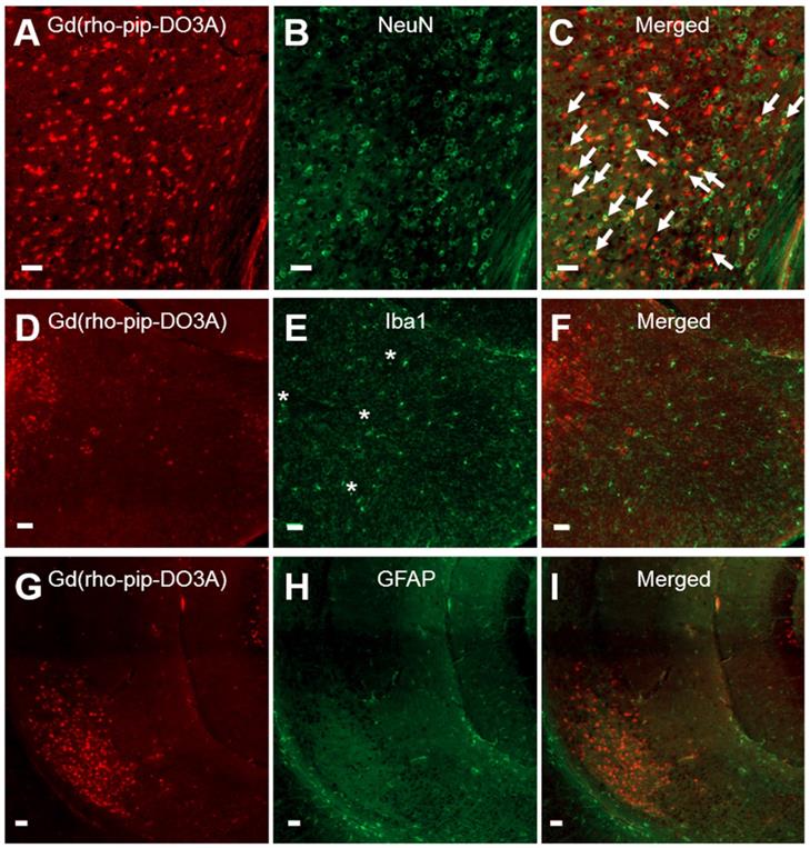 Theranostics Image