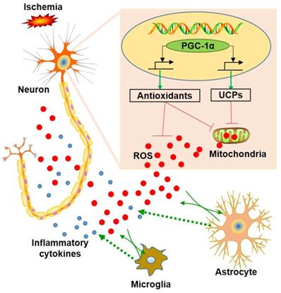 Theranostics Image