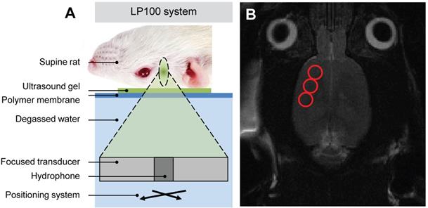 Theranostics Image