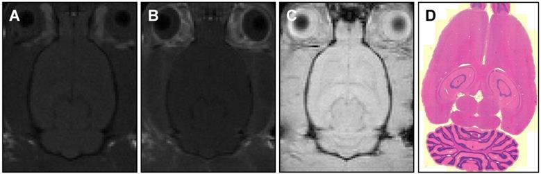 Theranostics Image