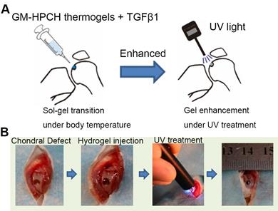 Theranostics Image