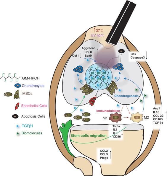 Theranostics Image