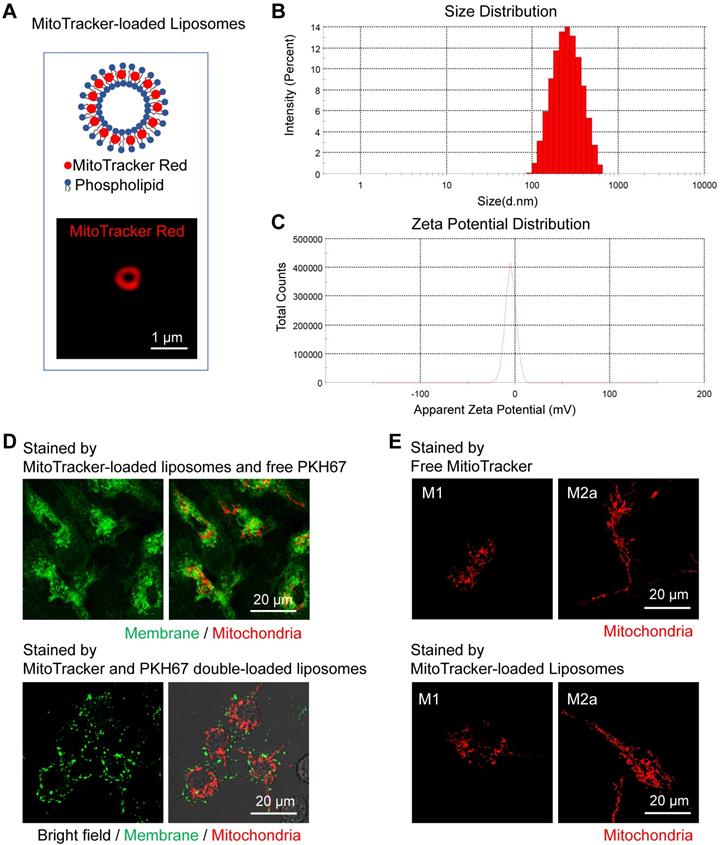 Theranostics Image