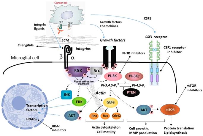 Theranostics Image