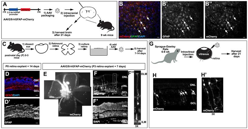 Theranostics Image