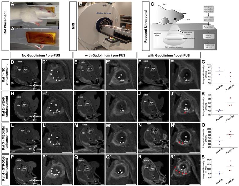 Theranostics Image