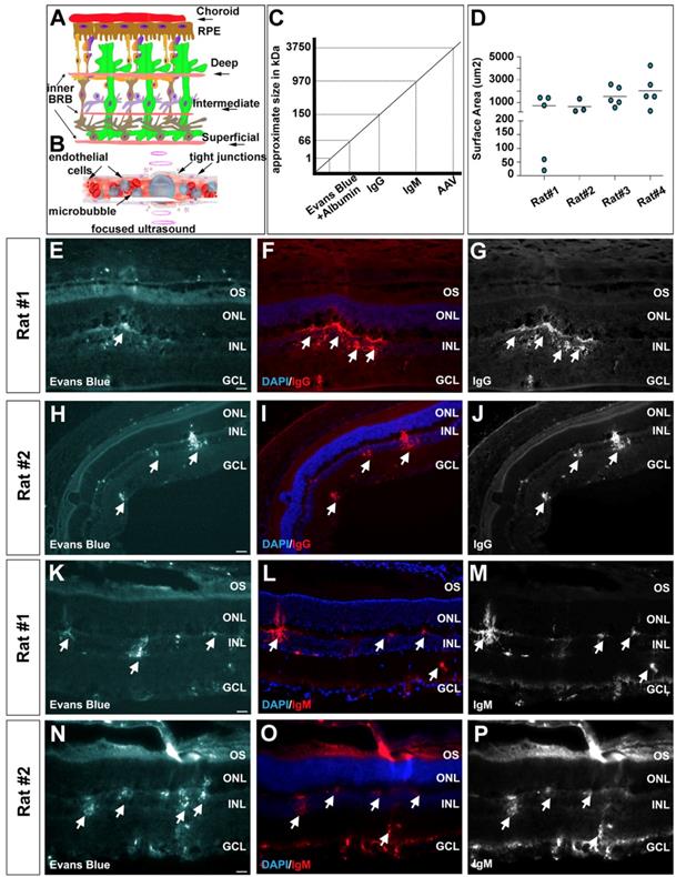 Theranostics Image