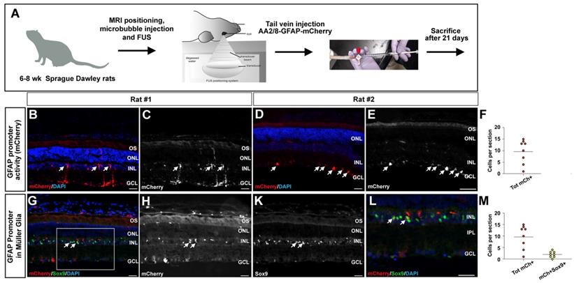 Theranostics Image