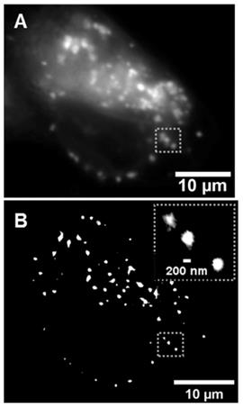 Theranostics Image