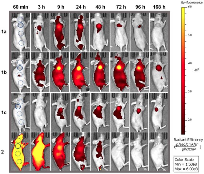 Theranostics Image