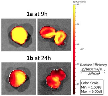 Theranostics Image