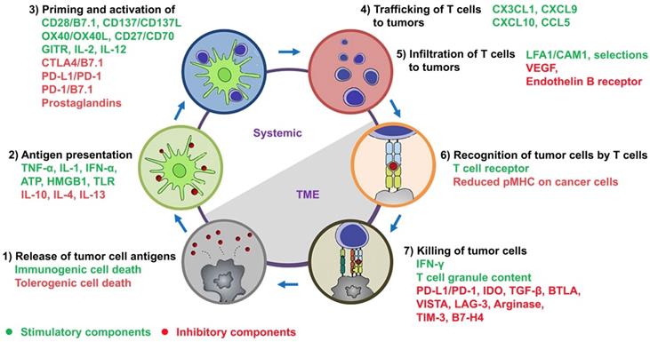 Theranostics Image