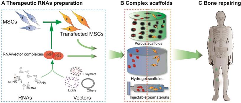 Theranostics Image