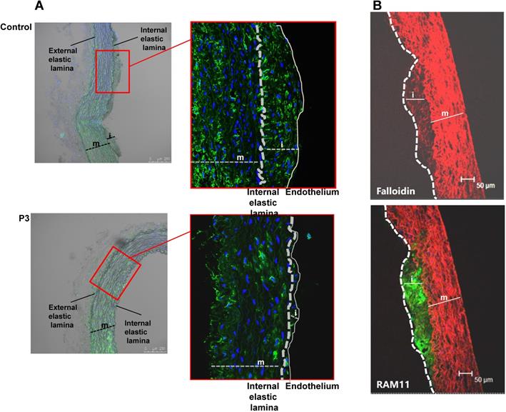 Theranostics Image