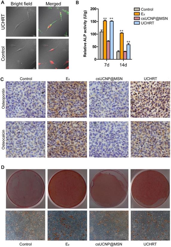 Theranostics Image