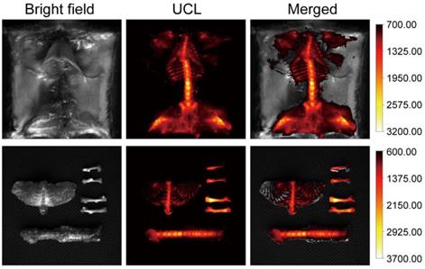 Theranostics Image