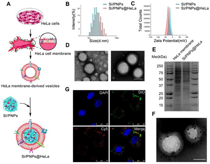 Theranostics Image