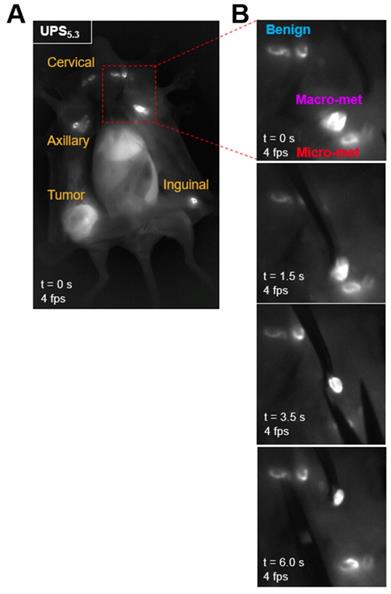 Theranostics Image