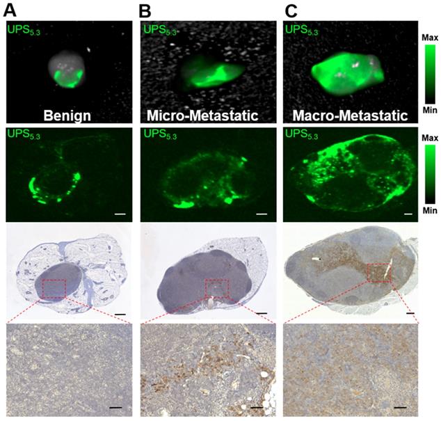 Theranostics Image