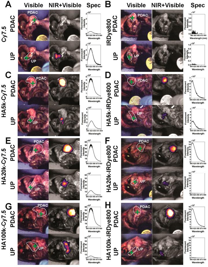 Theranostics Image