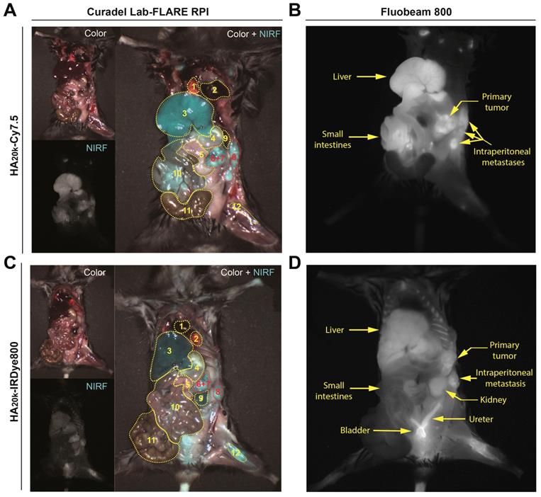 Theranostics Image