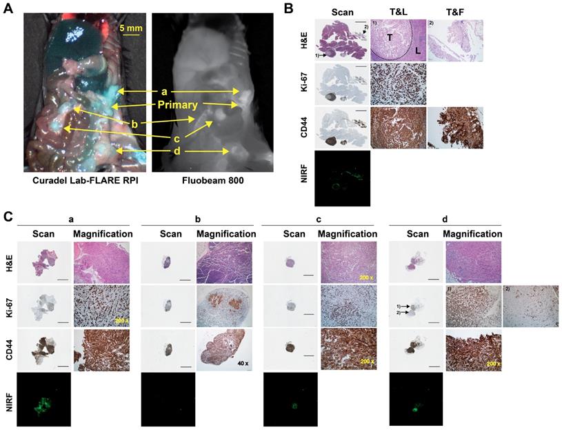 Theranostics Image