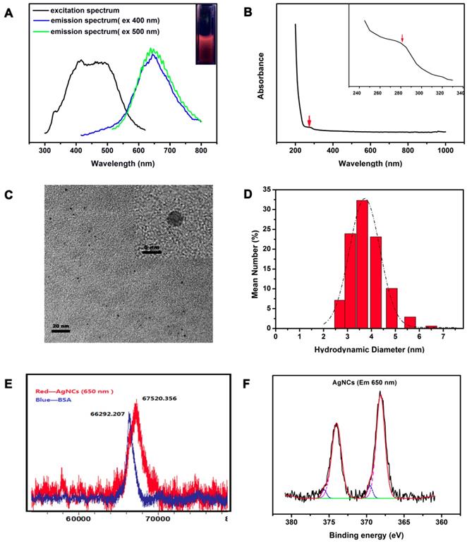 Theranostics Image