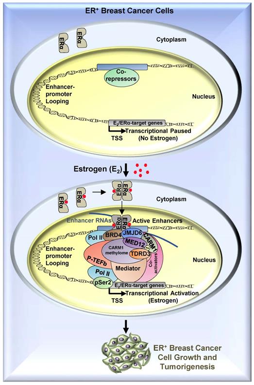 Theranostics Image