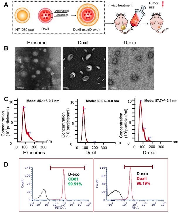 Theranostics Image