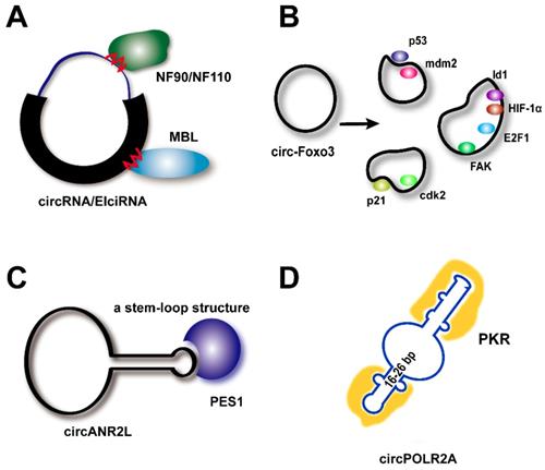 Theranostics Image