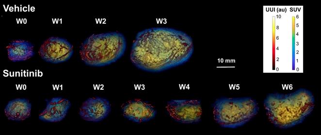 Theranostics Image