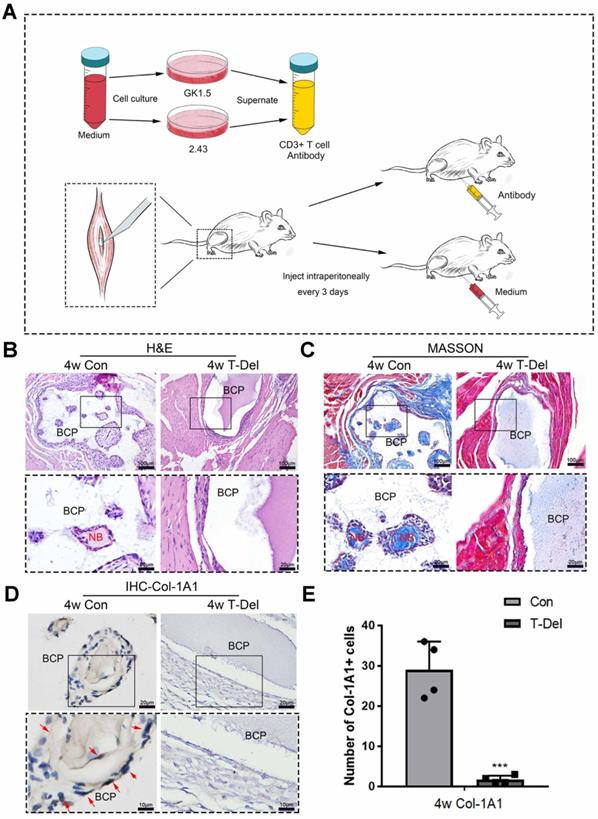 Theranostics Image