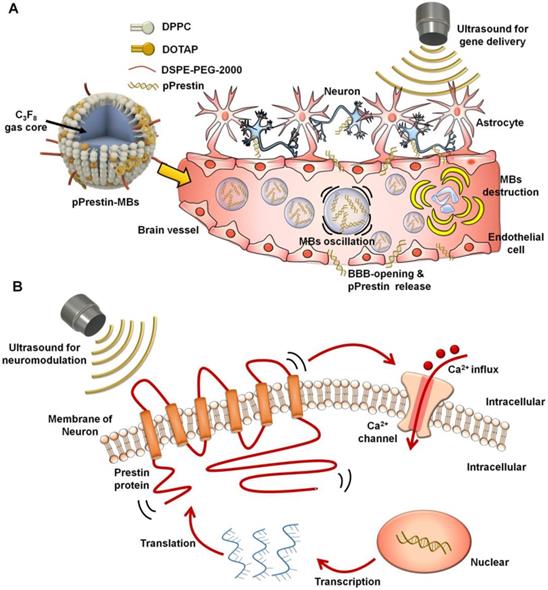 Theranostics Image