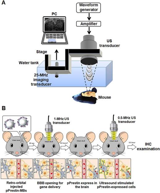 Theranostics Image