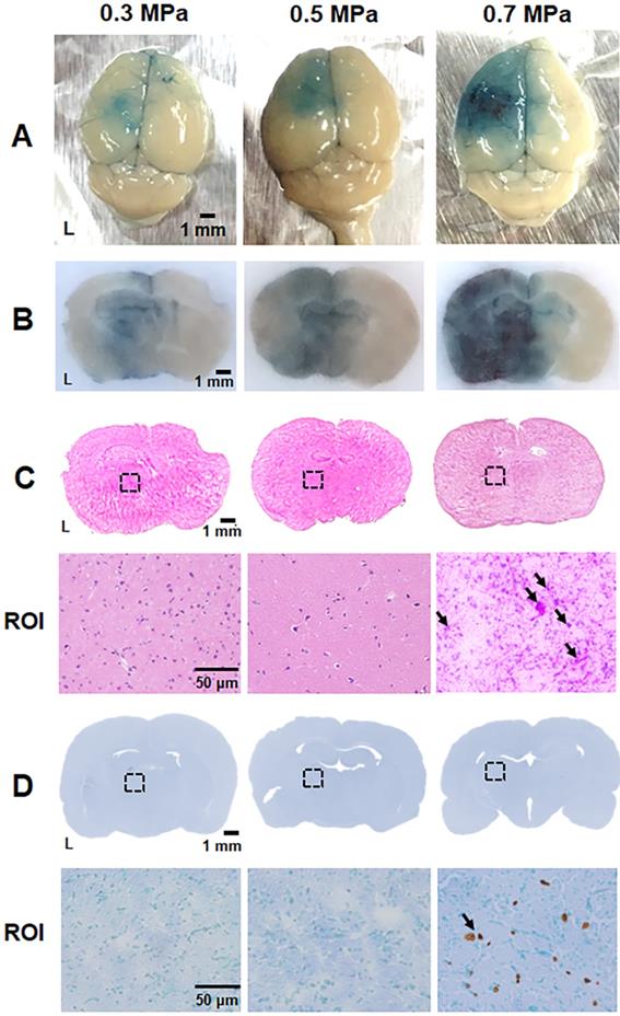 Theranostics Image