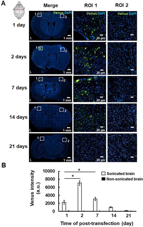 Theranostics Image