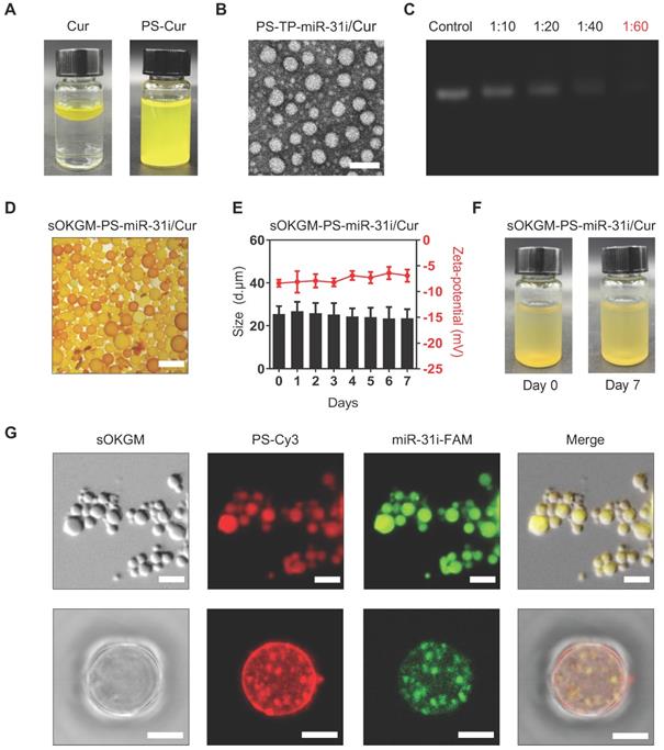 Theranostics Image