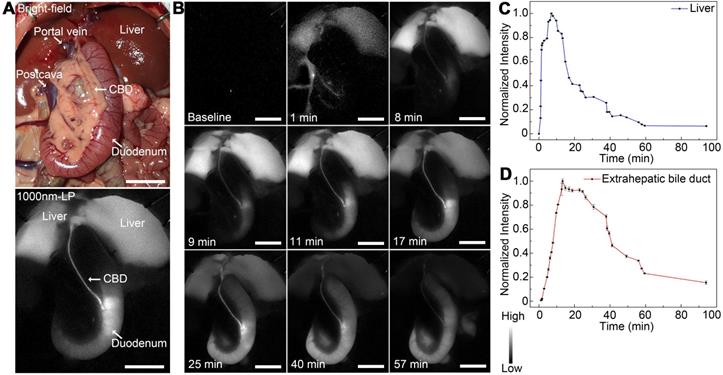 Theranostics Image