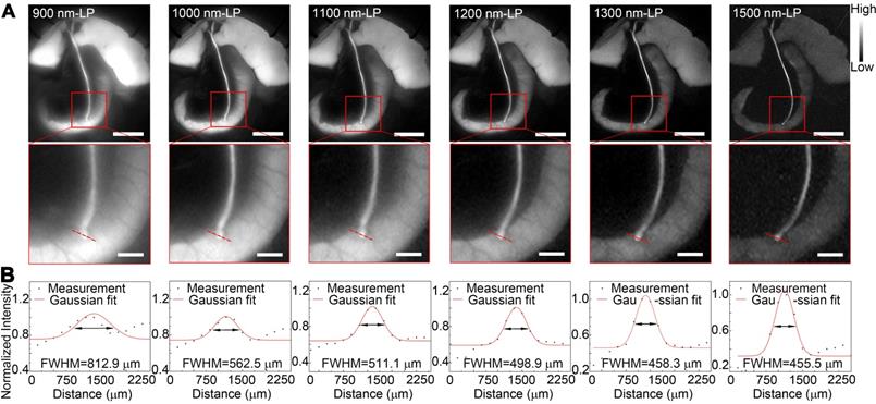 Theranostics Image