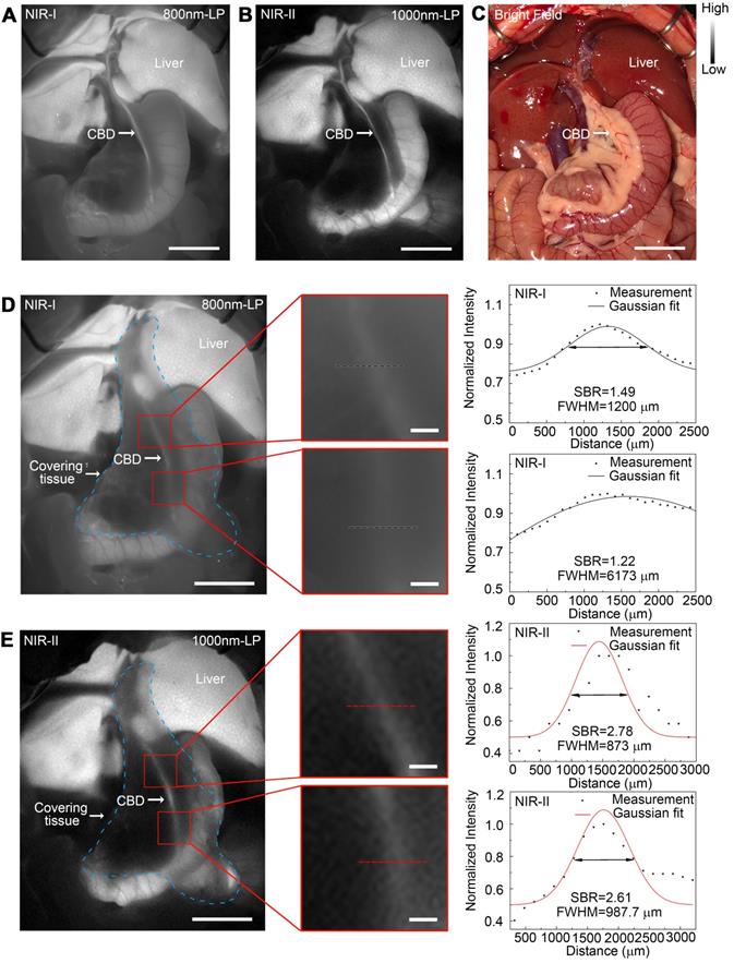 Theranostics Image