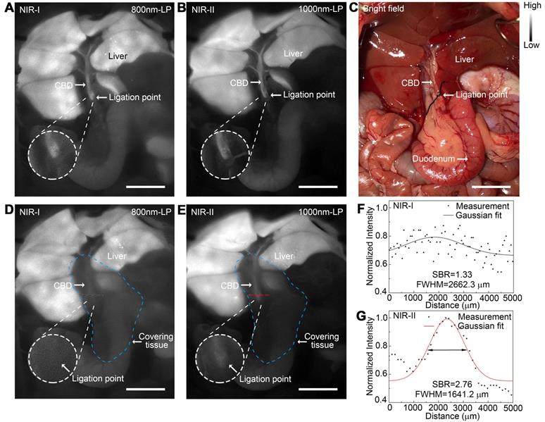 Theranostics Image