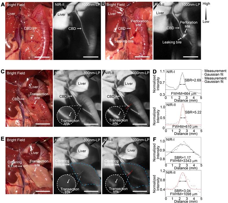 Theranostics Image