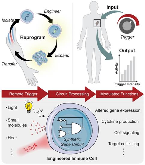 Theranostics Image