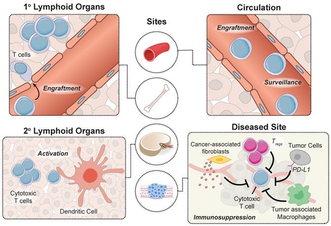 Theranostics Image