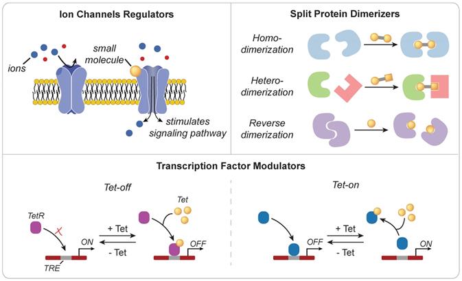 Theranostics Image