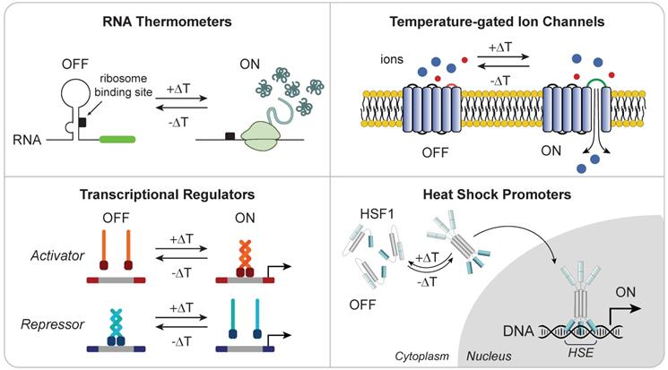 Theranostics Image