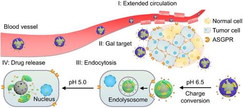 Theranostics Image